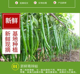 新鮮線椒批發(fā)指南 尖椒、青椒、二荊條一站式采購(gòu)，壞椒包賠保障