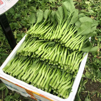 露天菜心 田園美味，新鮮到家