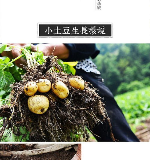 黃土高原上的金色珍寶 甘肅定西富硒小土豆，從田間到餐桌的新鮮饋贈(zèng)